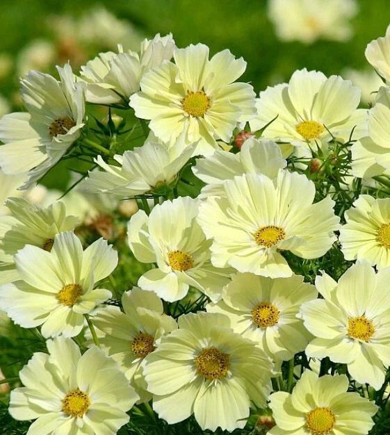 Xanthos Cosmos Seeds Pack – 200+ Non-GMO Annual Seeds for Garden, Borders, Containers – Cosmos bipinnatus, Bright Yellow Flowers