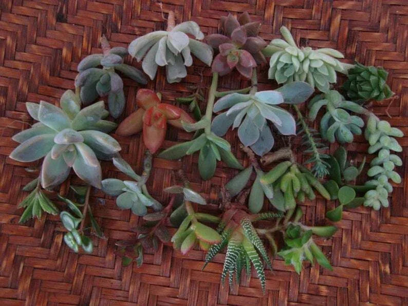 Assorted Succulent Cuttings 2" Organic Live Plants Variety Pack for DIY Arrangements, Easy Care Succulents