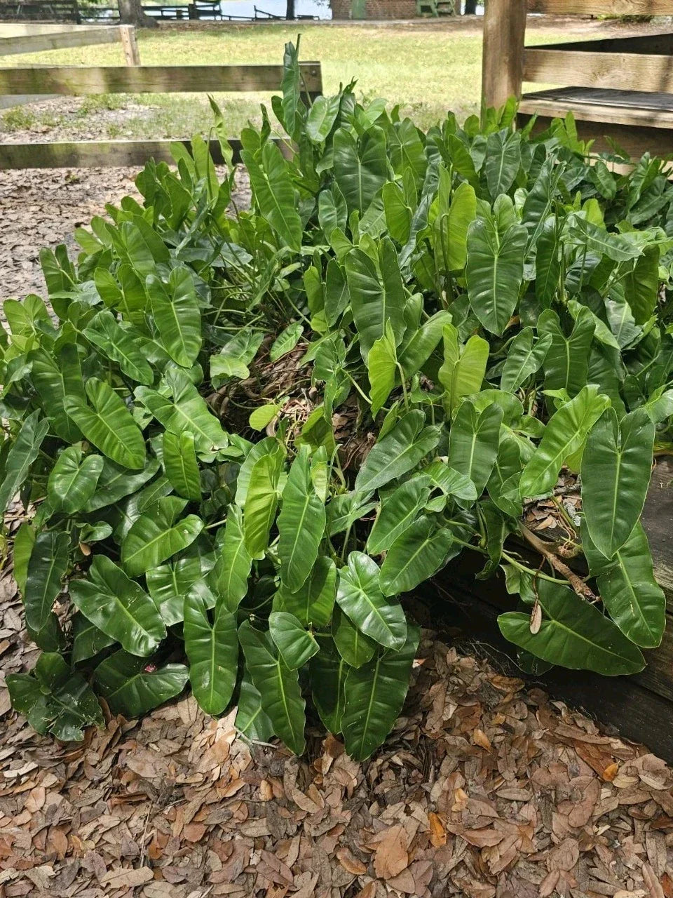 Philodendron Cutting with Roots & Multiple Nodes - Burle Marx Variety - Indoor & Outdoor Plant Propagation