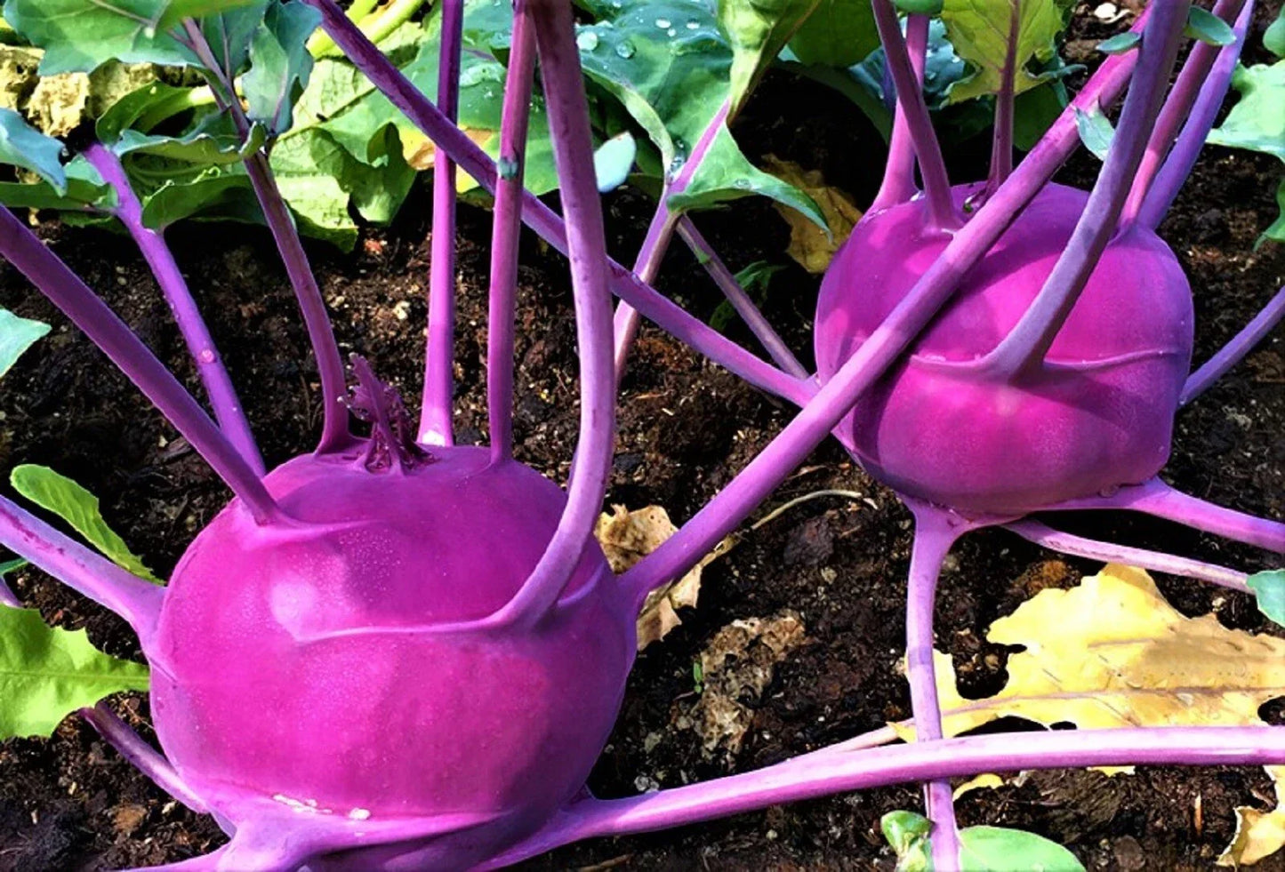 Purple Vienna Kohlrabi Seeds - 500 Non-GMO Brassica oleracea var. gongylodes Vegetable Seeds for Home Garden, Easy to Grow, Vibrant Purple Color