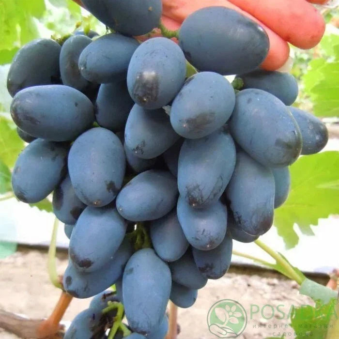 Rada Grape Cuttings – Imported from Ukraine – Easy to Root Vineyard Propagation Material – No Roots – Limited Supply