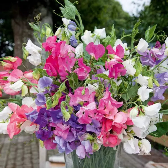 Bijou Mix Sweet Pea Seeds | Heirloom Flower Seeds | Lathyrus odoratus | Climbing Vine, Fragrant, Non-GMO, Full Sun, Free Shipping