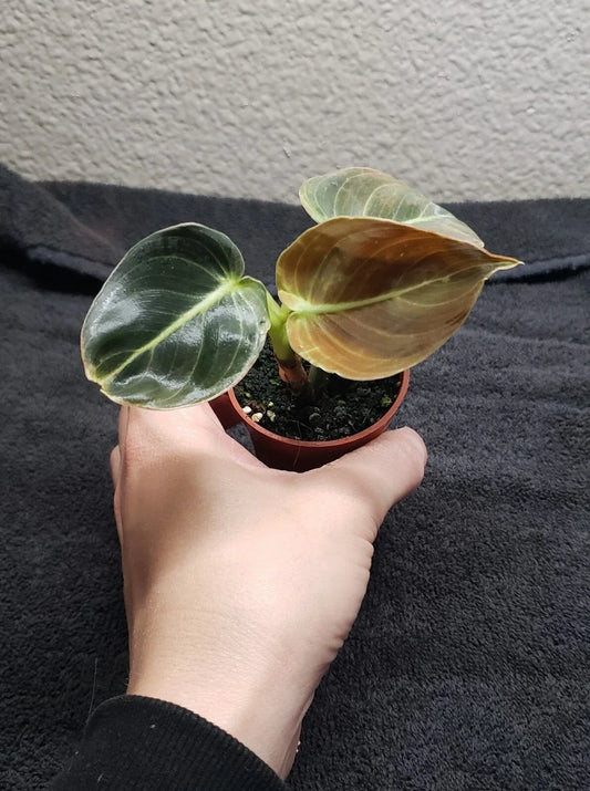Philodendron Melanochrysum Houseplant 2in Pot Black Gold Foliage Indoor Plant
