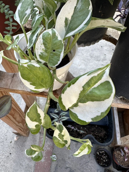 N'Joy Pothos Cuttings - 3 Unrooted Live House Plant Segments - Epipremnum aureum Trailing Foliage