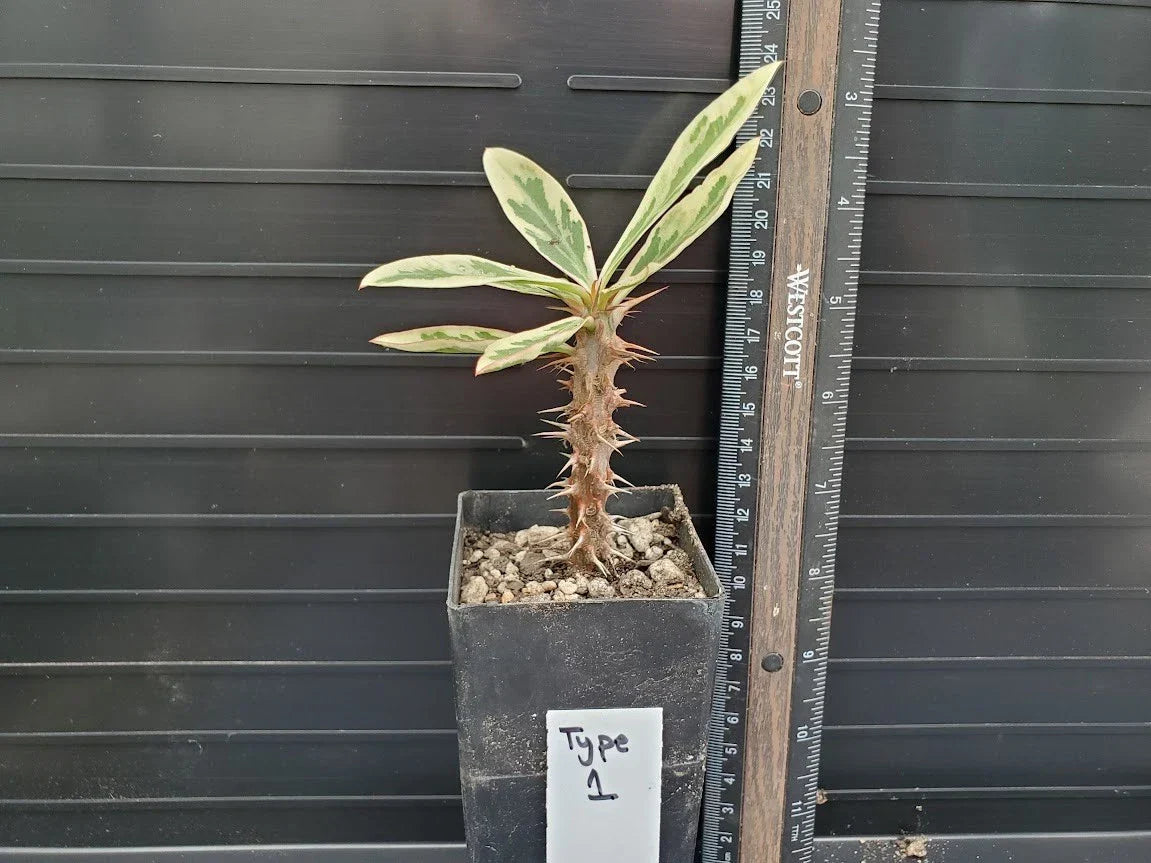 Variegated Crown of Thorns Plant, Euphorbia milii, Colorful Succulent with Unique Leaf Patterns, Low Maintenance Indoor Plant