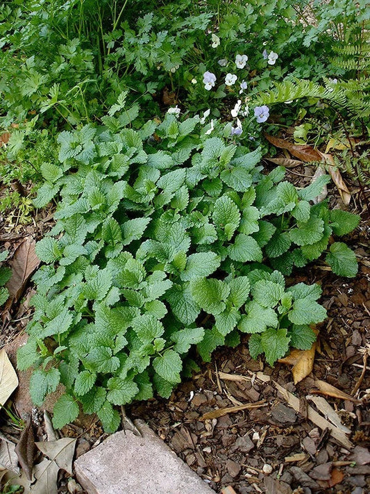 Lemon Balm Live Plant 10 Pack Melissa officinalis Herb, Fresh Rooted Perennial, Culinary & Tea Use