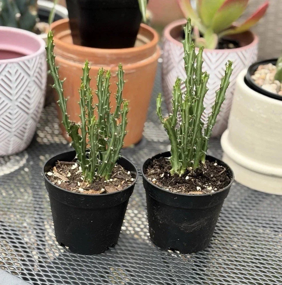 Euphorbia Knuthii Live Rooted Cactus Plant - Unique Green Succulent for Indoor Outdoor Drought-Tolerant Decor