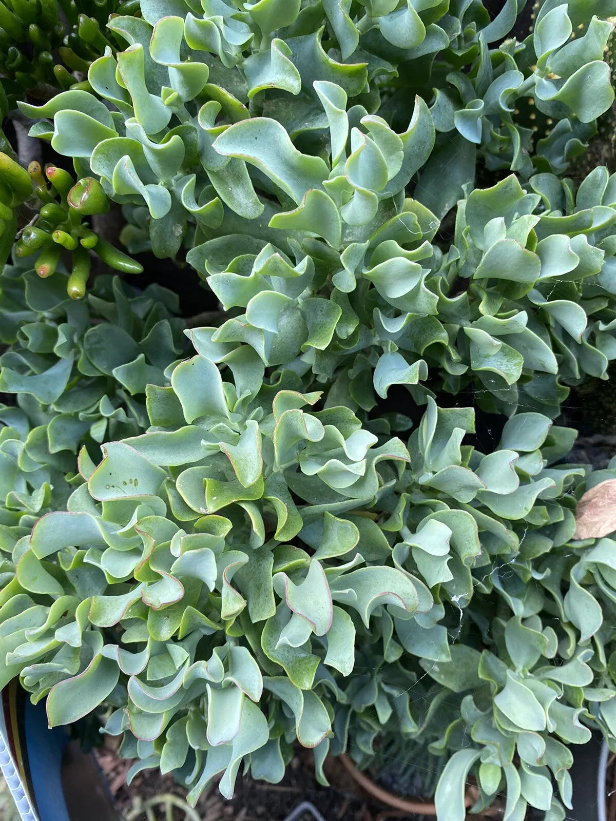Succulent Plant Cuttings - Ripple Jade Ruffle Jade Crassula arborescens subsp. undulatifolia - 3 Pack