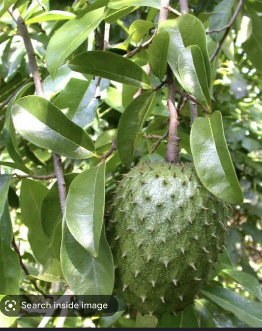 Graviola Soursop Plant in Pot – Annona Muricata – Tropical Fruit Tree – 5-9 Inches – Fresh Guanabana for Home Garden