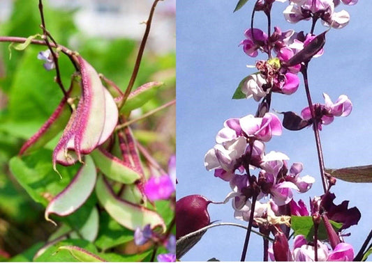 Hyacinth Bean Vine Seeds - Asian Purple Bataw Dolichos Lablab Climbing Edible Flowering Seeds for Garden Trellises