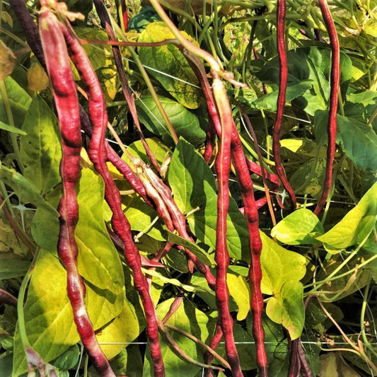 Mosaic Yard Long Bean Seeds – Purple, Pink, White Chinese Asparagus, Climbing Vegetable, Vigna unguiculata subsp. sesquipedialis, Non-GMO