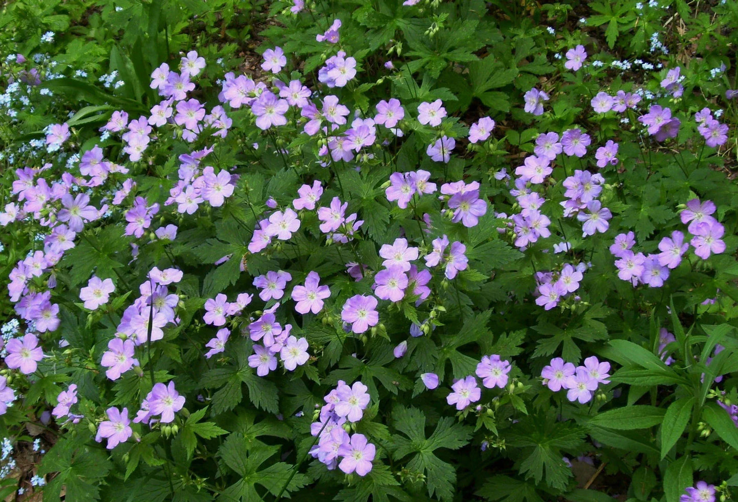 Wild Geranium Plants - 5 Bare Root Woodland Wildflowers - Geranium maculatum - Native Hardy Perennials for Shade Gardens