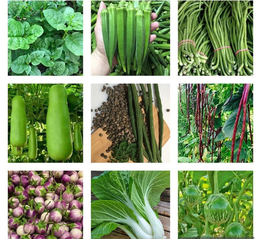 Non-GMO Heirloom Vegetable Seeds Bundle - 10 Varieties Organic Gardening Seeds for Home Gardeners