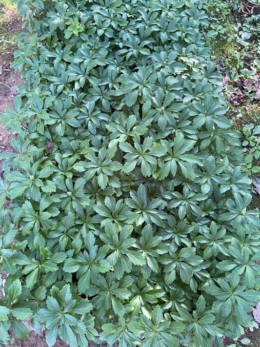 Pachysandra Ground Cover Plants - 100 Bare Root Perennials for Shade, Evergreen, Dense Mat, Pachysandra terminalis
