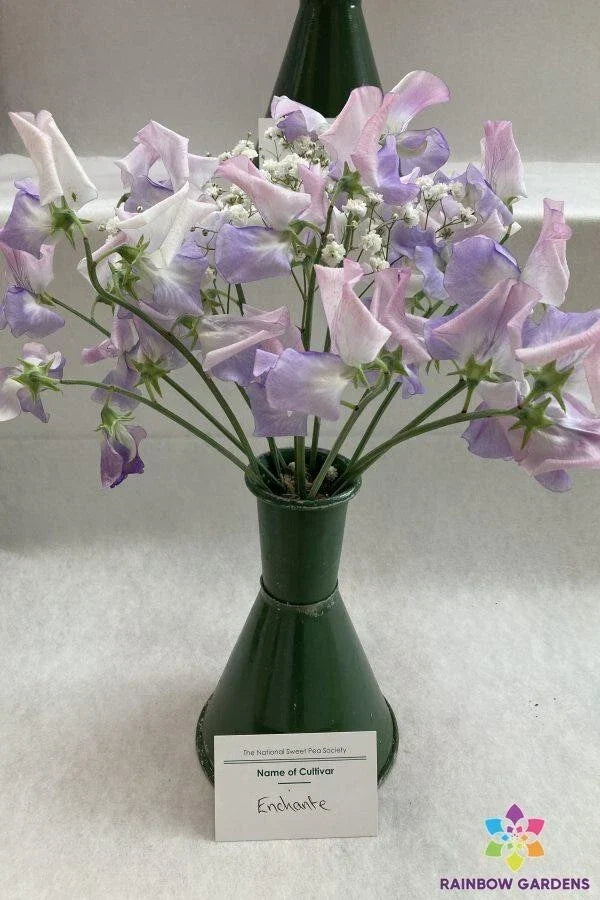 Sweet Pea Seeds Pack - Enchante Variety, Fragrant Climbing Plant, Lathyrus odoratus, Garden Flower Seeds, USA