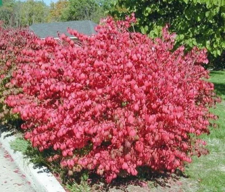 Euonymus Alatus Dwarf Burning Bush Shrub - Bare Root Garden Plant with Green Foliage, Low Maintenance, Compact Landscape Shrub
