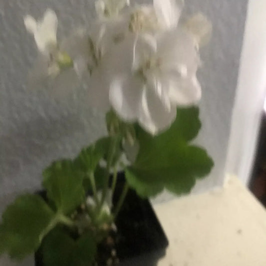 Live Rooted Geranium Plant - White Flowers, Fragrant Pelargonium graveolens, 1 Gallon Pot