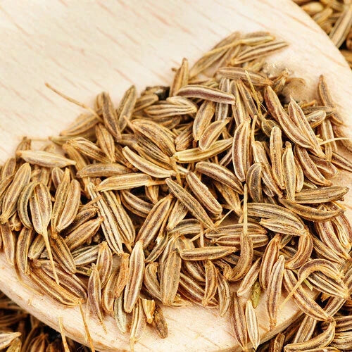 Cumin Herb Seeds, Organic Non-GMO, Heirloom Cuminum cyminum, Annual Herb for Indoor & Outdoor Gardening
