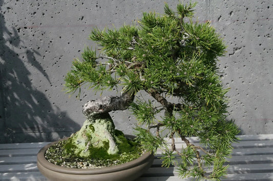 Mugo Pine Seeds 25 Pack - Pinus mugo mughus Dwarf Evergreen Conifer for Landscaping & Garden