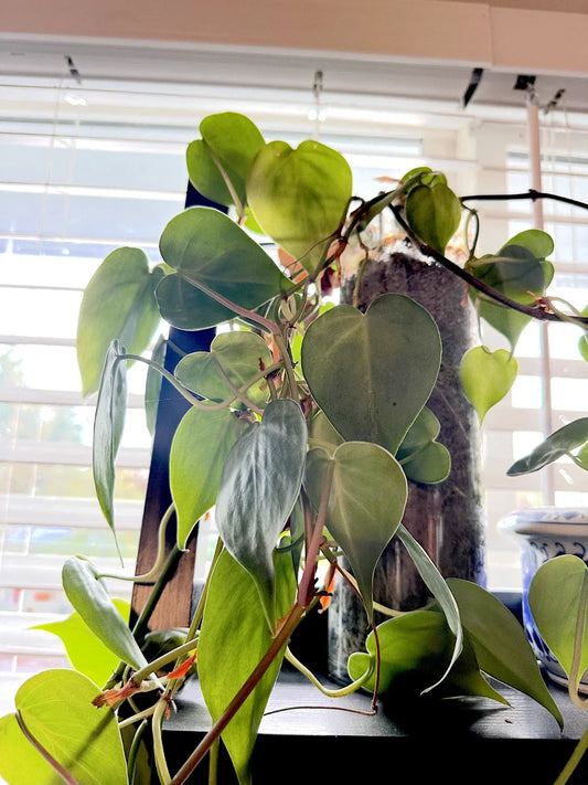 Heart Leaf Philodendron Cuttings – 10 Live Unrooted Plants – Philodendron hederaceum – Indoor Plant Propagation & Greenery