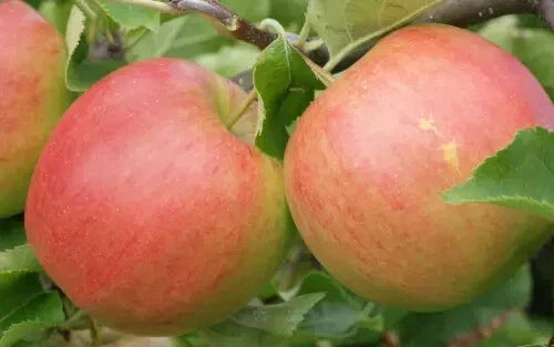 Jonagold Apple Seeds for Planting - Malus domestica - Home Garden, Non-GMO, USA Grown, Perfect for Orchard & Backyard