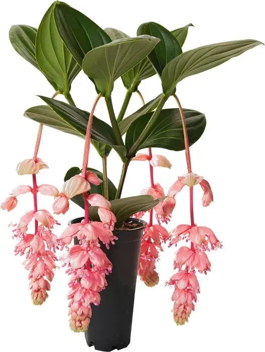Medinilla Magnifica Starter Plant - Royal Glow Pink Blooms, Lush Foliage, Rare Indoor Tropical Plant for Home Decor