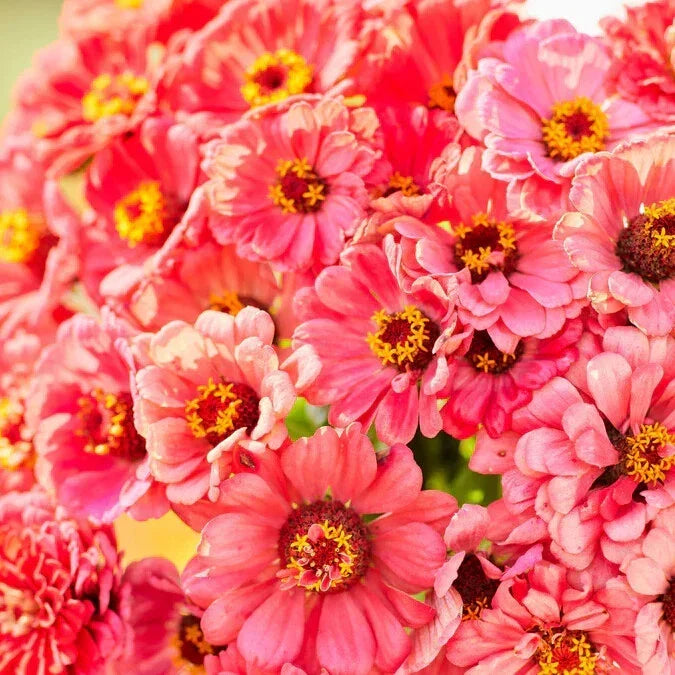 Salmon Queen Zinnia Seeds - 100+ Premium Zinnia elegans Flower Seeds for Garden Beds, Borders & Containers
