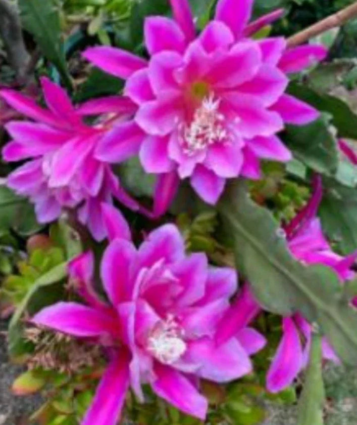 Epiphyllum Orchid Cactus Starter Plant Cutting - Hocus Pocus Variety - Unique Houseplant with Vibrant Blooms - Epiphyllum oxypetalum