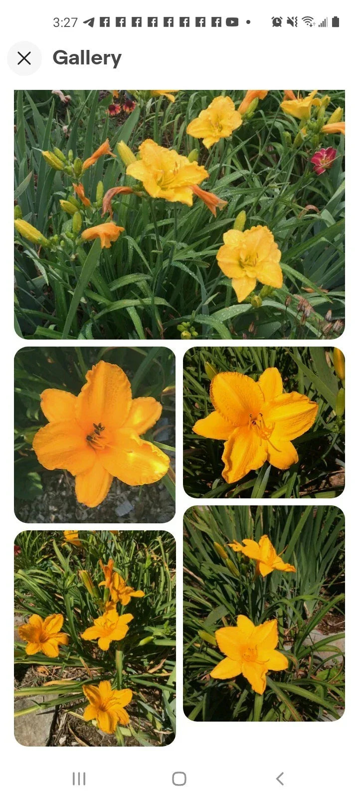 Stella De Oro Daylily Live Plant – 5 Perennial Roots, Golden Yellow Flowers, Hemerocallis 'Stella de Oro' for Garden Borders