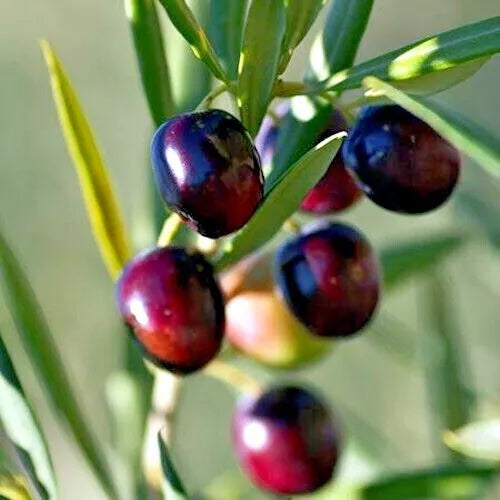 Canino Olive Tree Seeds - 10 Pack Olea europaea Edible Fruit Plant for Garden or Container Cultivation