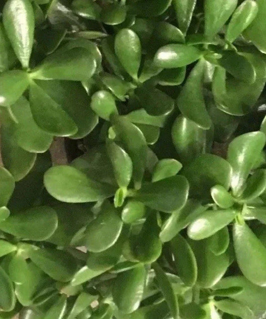 Live Jade Plant Cuttings - 4-6 Inch Succulent, Drought-Resistant Crassula ovata for Indoor Gardening & Propagation