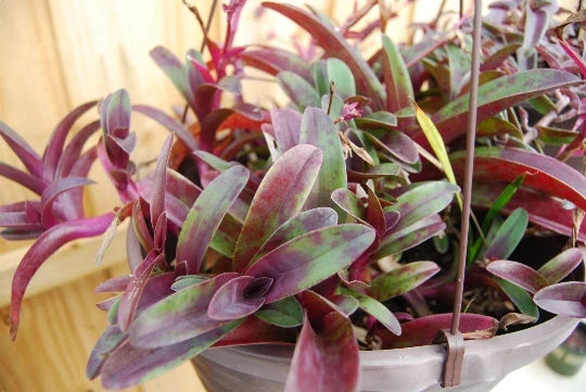 Wandering Jew Cutting Setcreasea Tradescantia Pallida Tampicana Indoor Plant Propagation Uncommon Purple Foliage