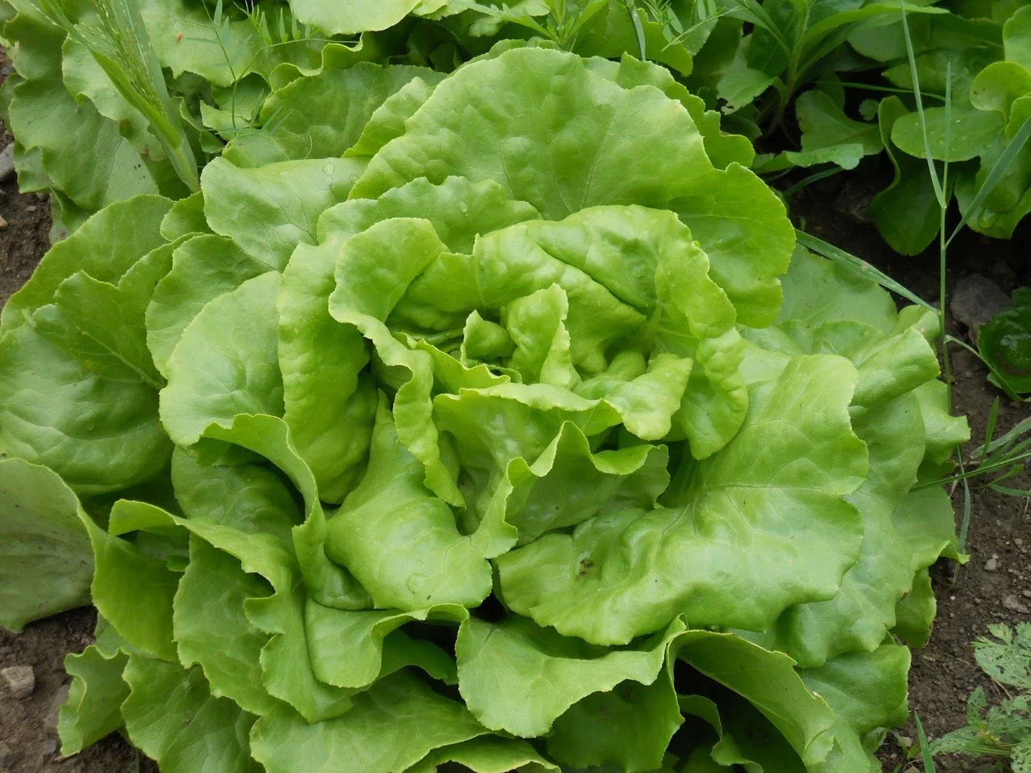 Bibb Butterhead Lettuce Seeds – Organic, Non-GMO, Heirloom, Lactuca sativa, Compact, for Salad & Container Gardening