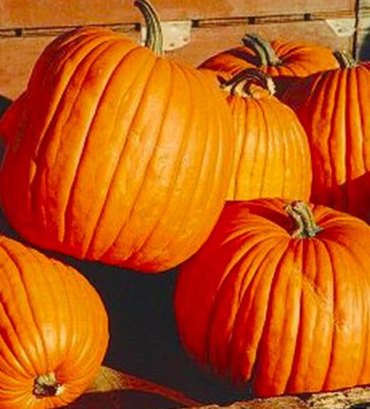 Halloween Jack'O Lantern Pumpkin Seeds - 10 Non-GMO Cucurbita pepo for Carving & Decoration
