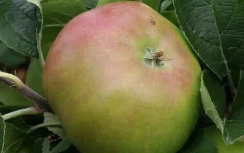 Jacques Lebel Apple Seeds - 25+ Organic Malus domestica Fruit Tree Seeds for Home Garden Planting, Non-GMO, USA Made