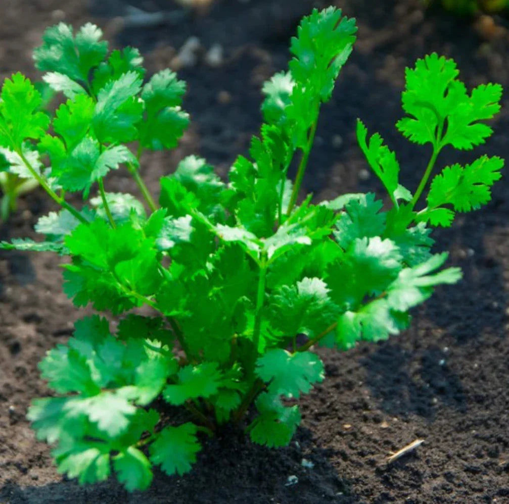 Cilantro Seeds 1000 Pack | Non-GMO Coriandrum sativum | Fresh Culinary Herb for Gardening & Cooking