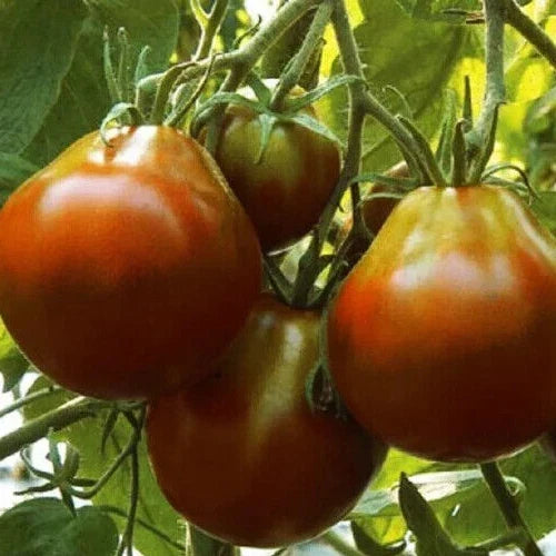 Black Truffle Tomato Seeds - Pack of 100+ Indeterminate Pear-Shaped Solanum lycopersicum Vegetables