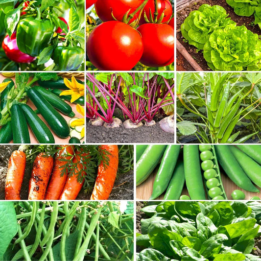 Mixed Vegetable Seeds Pack - 10 Varieties, Non-GMO, Heirloom, for Home Gardens, Organic, Easy to Grow, 2025 Planting