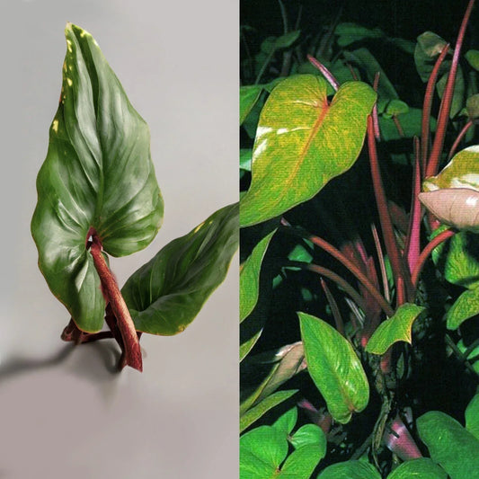 Live 7" Red Emerald Philodendron Bare Cutting | Easy to Grow Tropical Rainforest Plant | Philodendron erubescens