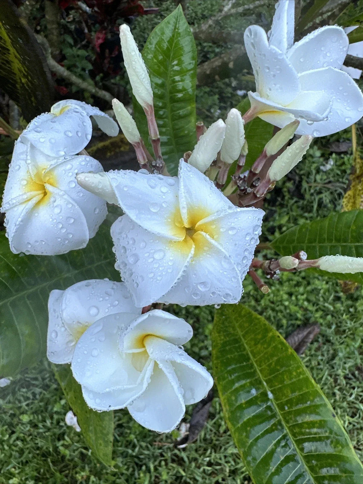 Plumeria Plant 6-10 Inches with Fragrant White Yellow Center Flowers, Tropical Garden, Indoor or Outdoor Decor, Plumeria spp.