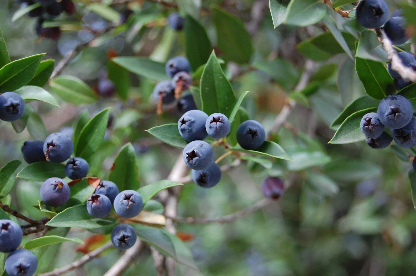 True Blue Sweet Myrtle Seeds - 30 Count Myrtus communis L. Aromatic Herb for Gardens, Landscaping, Borders