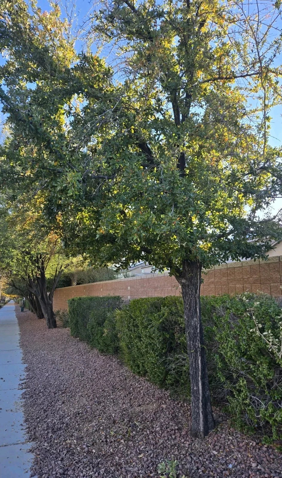 Southern Live Oak Acorns - 30 Count Quercus virginiana for Planting, Landscaping & Reforestation