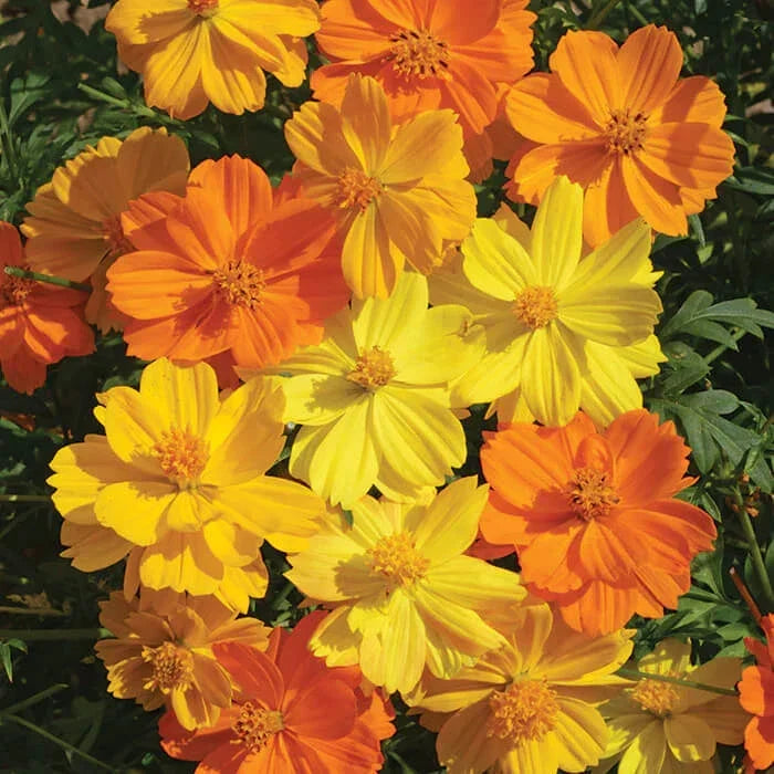 Bright Lights Cosmos Seeds - Non-GMO Flower Seeds for Garden, Cosmos bipinnatus, Vibrant Annuals for Pollinator Attraction
