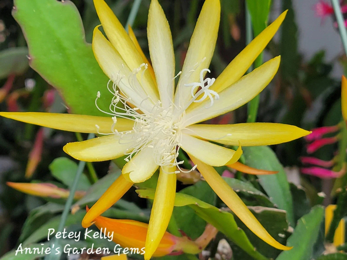 Epiphyllum Cuttings 8-10 Inches Petey Kelly Variety Unrooted Epiphyllum spp. Succulent Plant for Garden and Indoor Decor