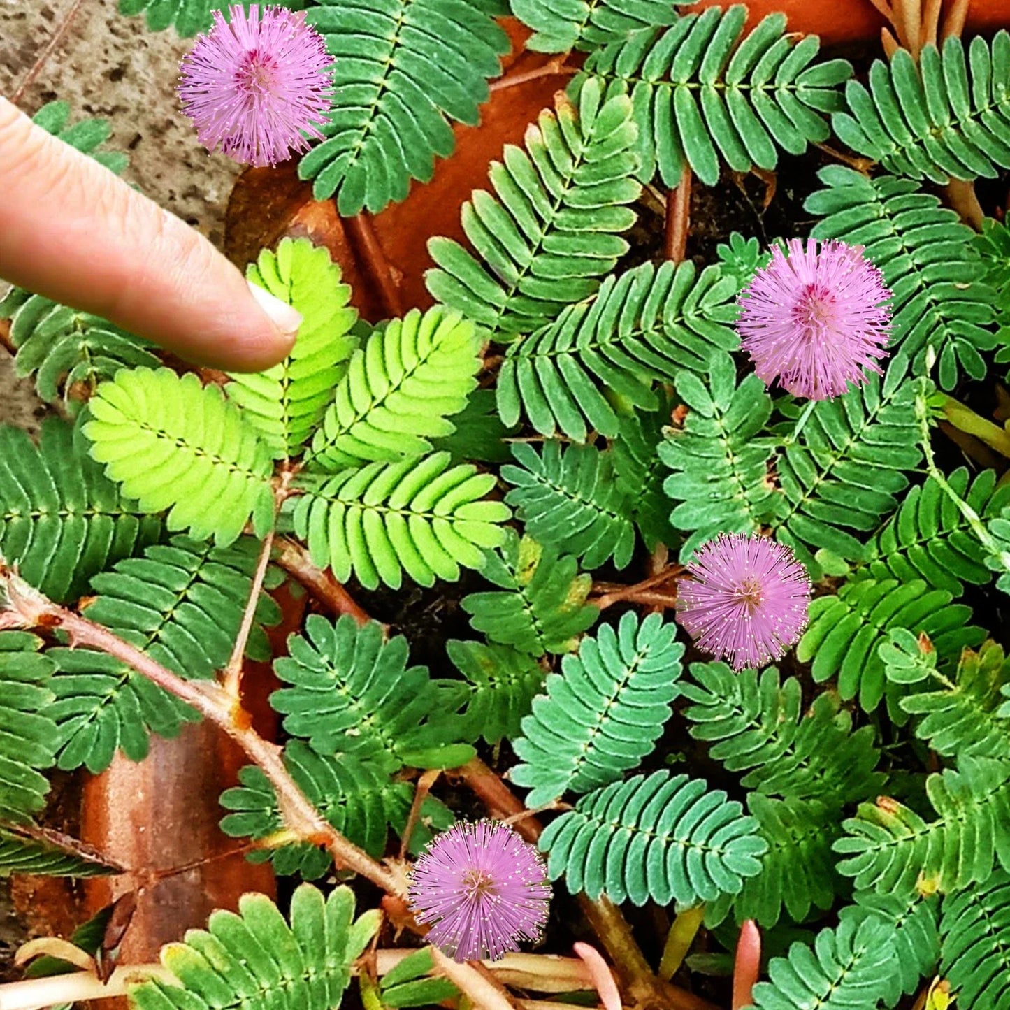 Sensitive Plant Seeds Pack | Mimosa pudica Touch-Reacting Foliage & Pink Flowers for Gardening & Education