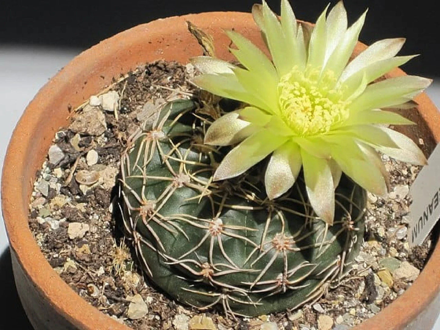 Cactus Seeds Pack – Gymnocalycium reductum, Reductum Variety, Drought-Tolerant, Easy to Grow, Indoor & Outdoor Gardening