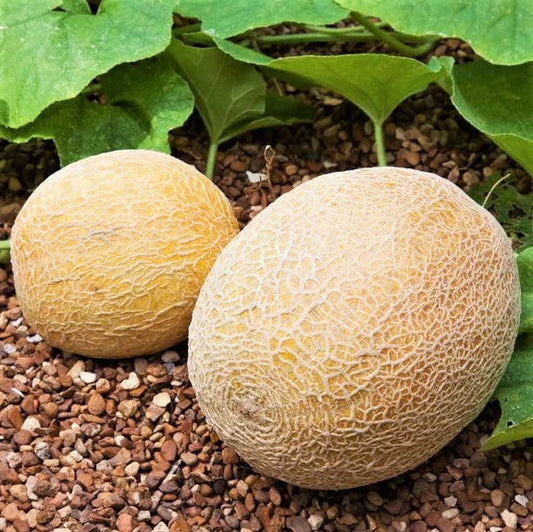 Honey Rock Cantaloupe Seeds - 50+ Non-GMO Cucumis Melo Orange Melon for Home Garden & 2025 Planting