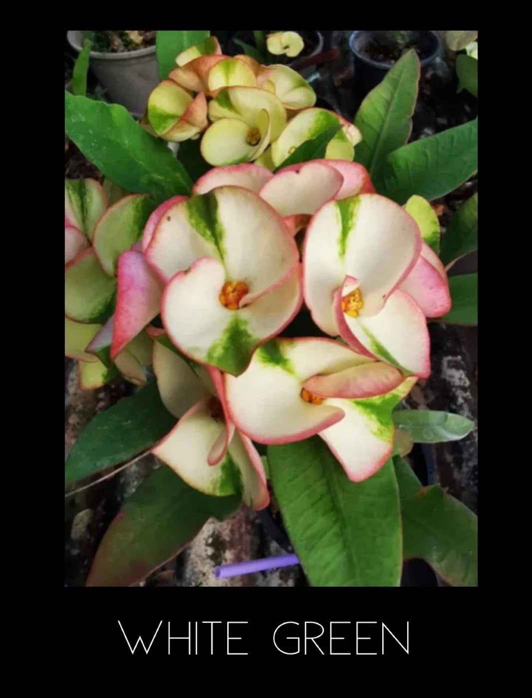 Crown of Thorns Plant - Thai Rooted, White & Green Foliage, Euphorbia Milii Corona De Cristo, Succulent, Easy Care, Indoor or Outdoor