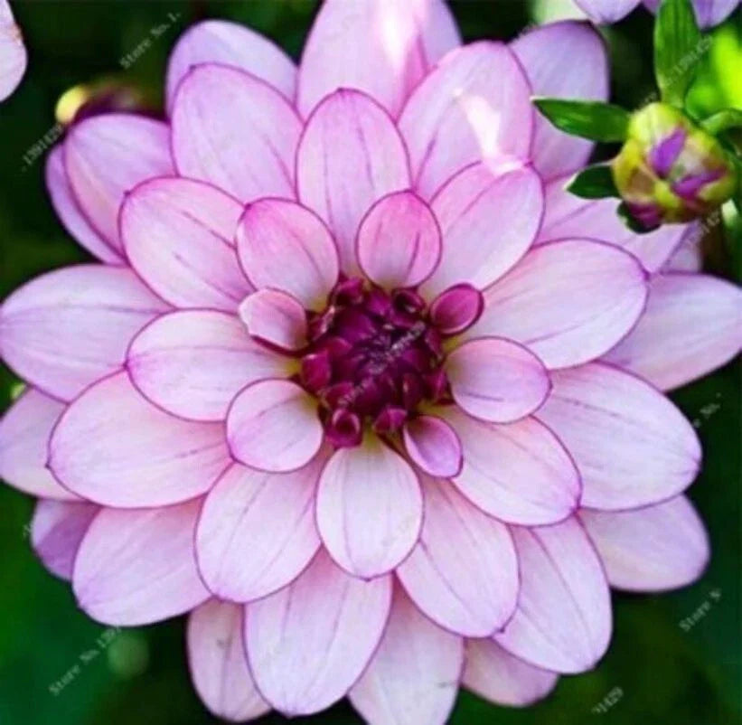 Perennial Dahlia Flower Seeds 20PCS - Vibrant Varieties - Garden Plant Seeds - Dahlia pinnata