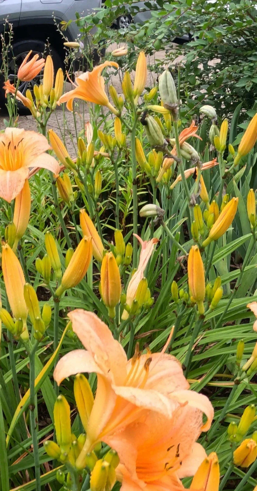 Daylily Plants 10 Bulbs Colorful Perennials Hemerocallis for Vibrant Garden Blooms
